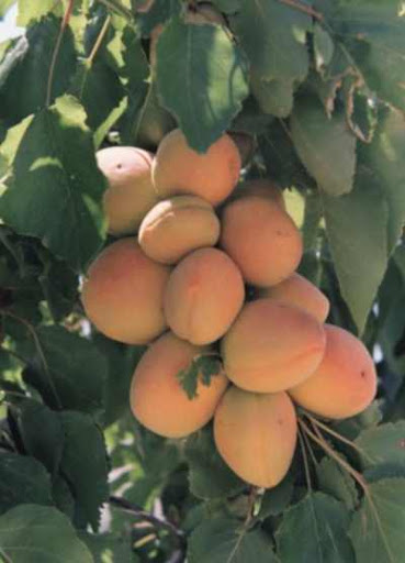 ����� ���� ����� ������� Prunus armeniacaO.